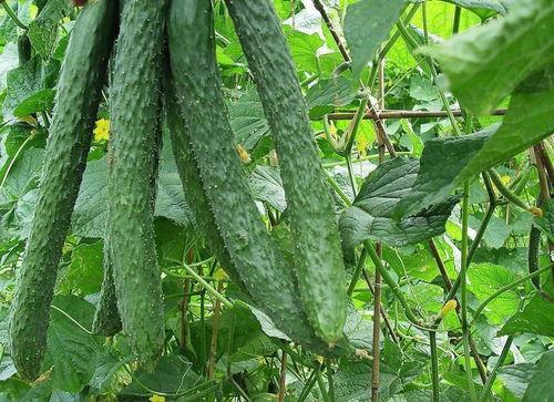 吃瓜每天不停操练,揭秘娱乐圈幕后风云