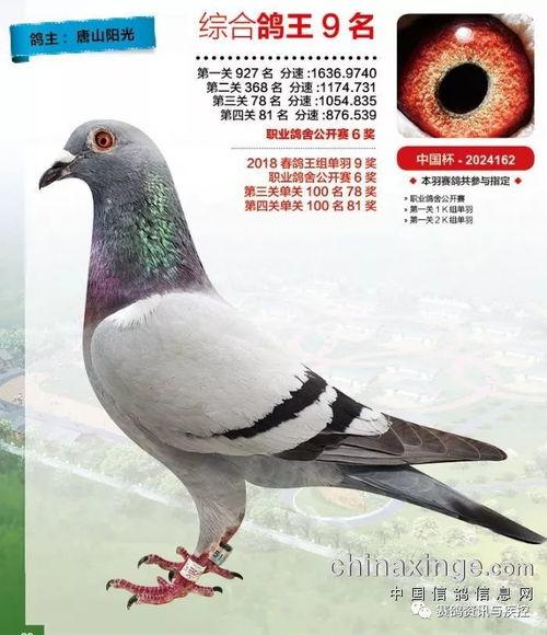 头条正版图片鸽粪,揭秘城市空中垃圾的惊人真相