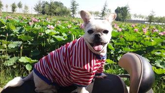 网红来米狗,网红界的时尚宠儿，潮流风向标