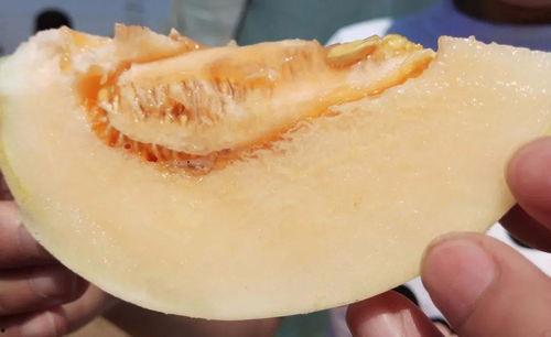 中午在哪吃瓜,揭秘中午吃瓜的乐趣与奥秘