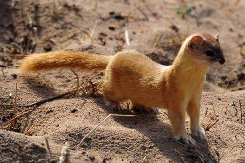 黄鼠狼吃瓜嘛,揭秘动物界的趣味食性之谜