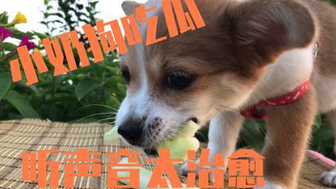 狗吃凉皮会吃瓜了,意外学会吃瓜新技能