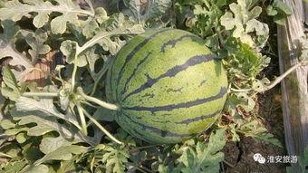 北湖吃瓜事件分析,揭秘网络舆论的风暴与反思