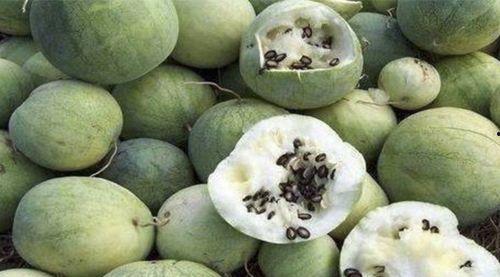 甘肃人吃新疆瓜,甘肃人共享新疆瓜果盛宴