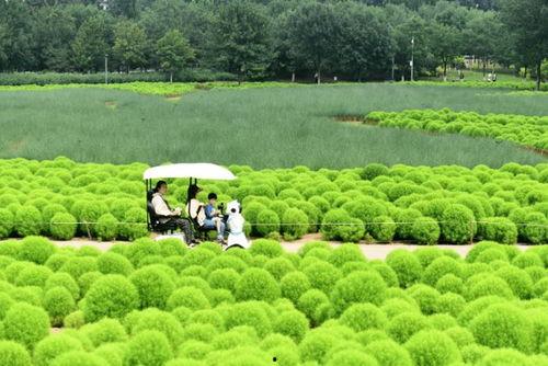 绿野 网红,揭秘网络红人的绿色生活与影响力