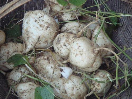 土瓜云南怎么吃,多样吃法探索之旅