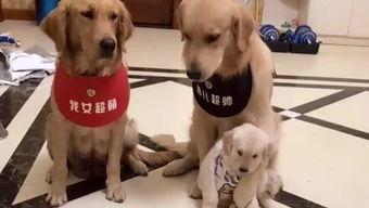 娱乐吃瓜菌小狗视频下载