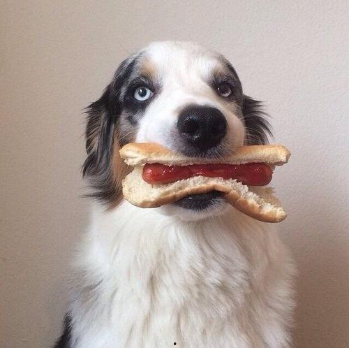 娱乐吃瓜菌小狗视频下载